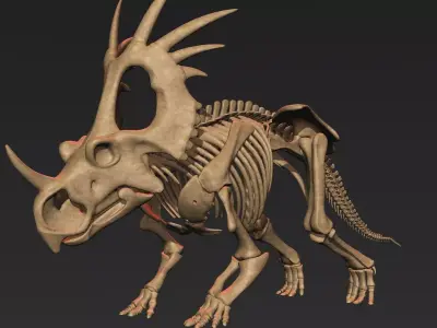Styracosaurus skeleton 3D model