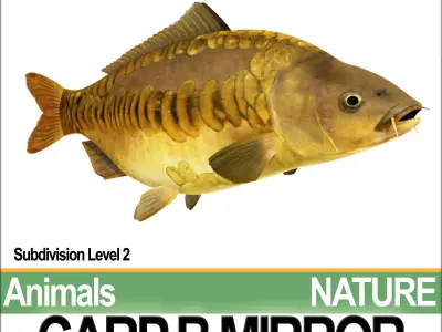 Carp B Mirror 3D model