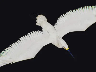 Stork Flying Bird Realistic Heron Animated Animal Lowpoly Low-poly 3D model