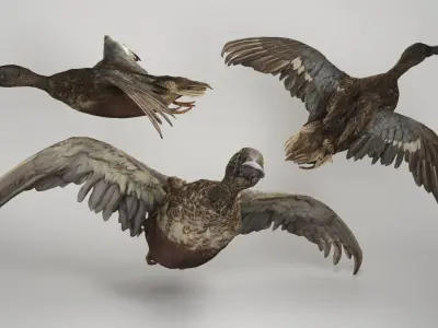 Flying duck 06 Low-poly 3D model