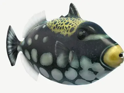 Clown Triggerfish Low-poly 3D model