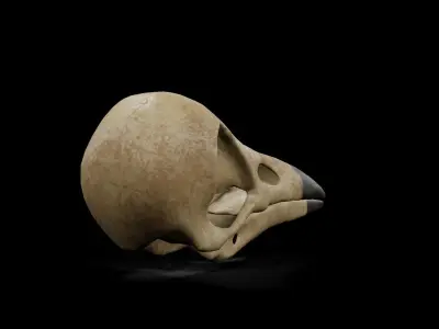 Crow low poly game ready skull Low-poly 3D model