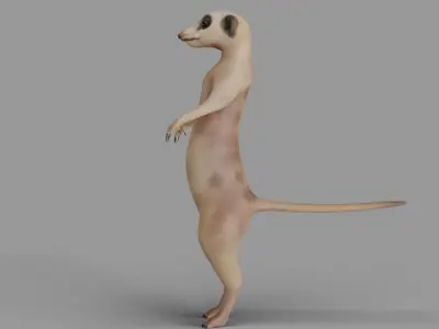 Suricata meerkat 3D model