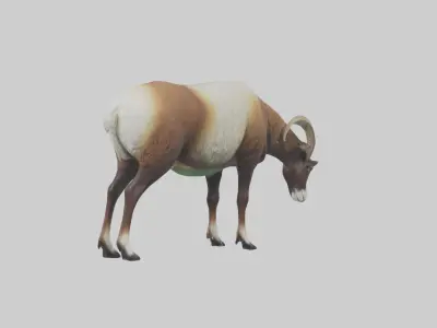 Mouflon sheep grazing model Low-poly 3D model