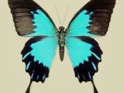 Animated Butterfly Low-poly 3D model