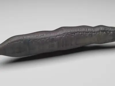 Electric Eel 3D model