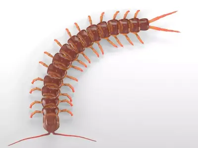 Centipede Insect Low-poly 3D model