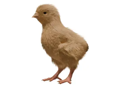 Feathered Chick Low-poly 3D model