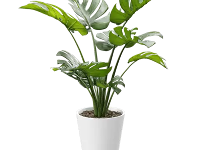  Monstera Deliciosa Plant Potted Plant Model 