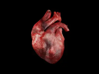 Heart human Low-poly 3D model