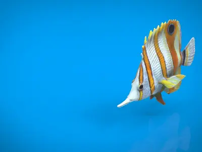CORAL FISH Low-poly 3D model
