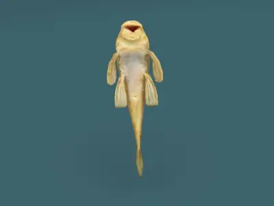 Sailfin Catfish  Low-poly 3D model