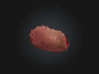 Infected Spleen Low-poly 3D model