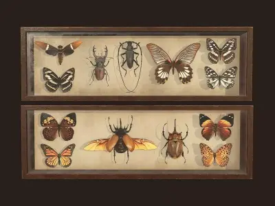 Entomological pictures - PBR Game Ready  Low-poly 3D model