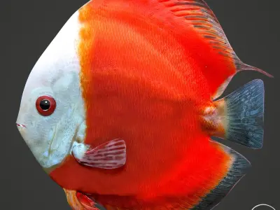 Fish Discus Low-poly 3D model