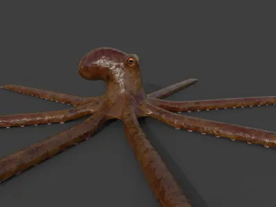 Octopus Low-poly 3D model