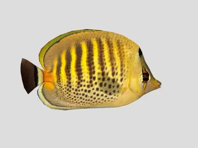 Coral Reef Fish Collection Animated - Game Ready Pack 9 Low-poly 3D model