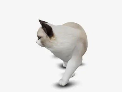 cat ragdoll 3D model