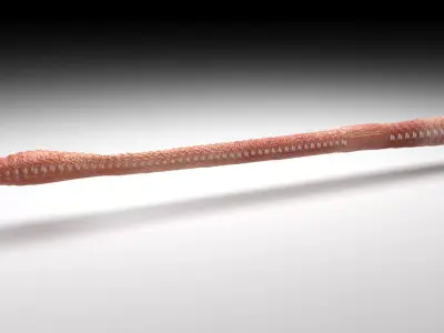 Straight Earthworm 3D model