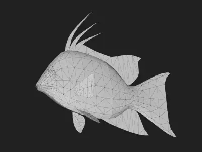 Hogfish Low-poly 3D model