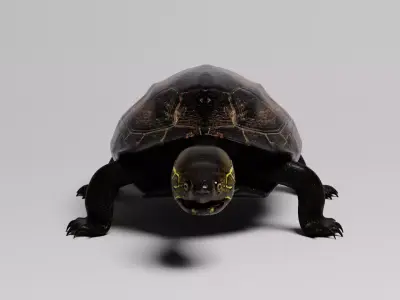 Realistic Turtle high res 3D model 3D model