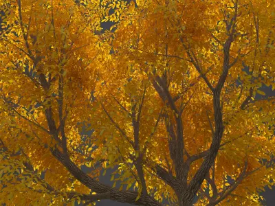 2021 PBR Japanese Walnut Collection - Juglans Ailantifolia  3D model