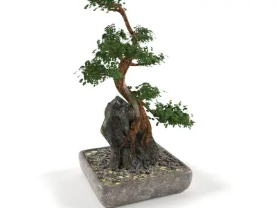 Bonsai- indoor decoration Free low-poly 3D model