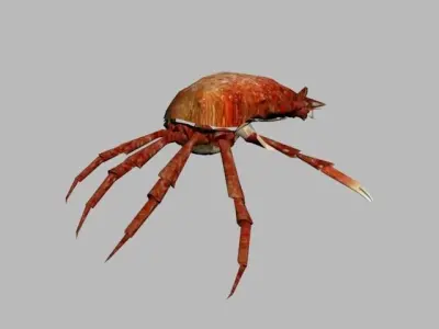 CRAB SEA Free 3D model