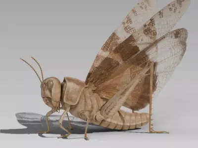 Locust Grasshopper Low-poly 3D model