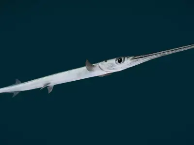 Realistic Needlefish Animated 3D model