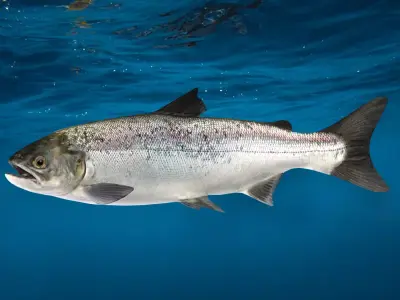 Realistic Salmon Animated 3D model