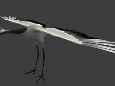 Red-crowned crane Low-poly 3D model