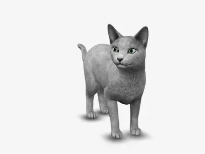 cat Russian blue 3D model
