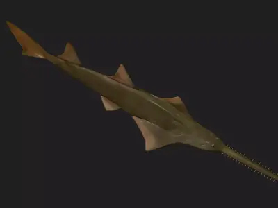 Ray fish Low-poly 3D model
