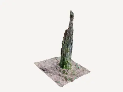 Rotten Tree trunk broken in forest 3d photorealistic scan 3D model