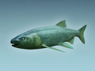 Troutfish shark flying in sky 3D model