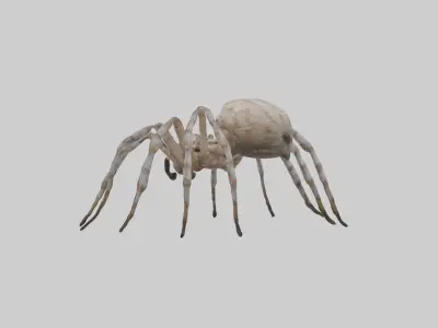 Garden Spider Low-poly 3D model