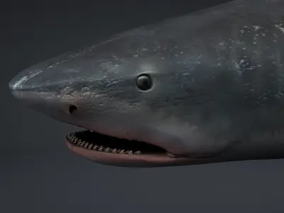 Tiger Shark Rigged C4D Low-poly 3D model