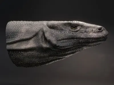Komodo Dragon 3D model