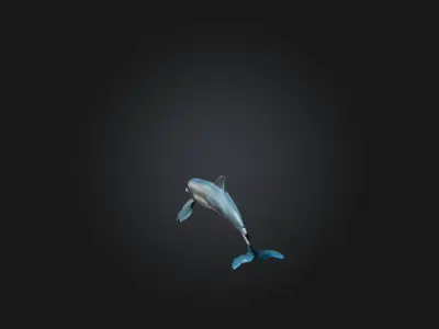 Realistic Hurt Dolphin Model Low-poly 3D model