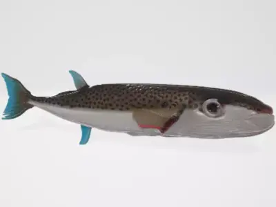 Puffer fish 3D model