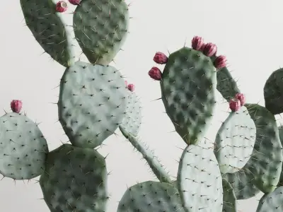 Opuntia In Concrete Planters. Cactus Set 3D model