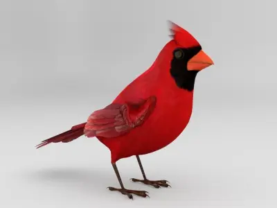 3D Bird Pack Northern Cardinal Male and Female Low-poly 3D model