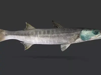 Predator Ocean Fish Collection 3D model