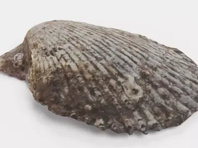 -Shell Dark- 3D model