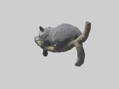 Binturong lounging model Low-poly 3D model