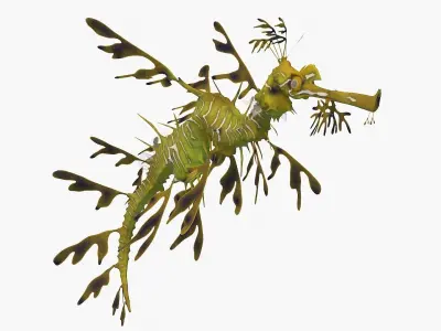 Phycodurus eques seadragon Low-poly 3D model