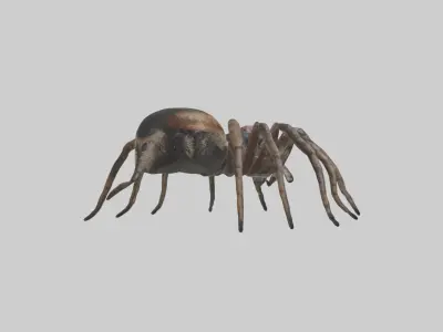 Jumping Spider Low-poly 3D model