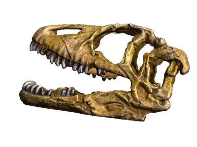 dinosaur skull 2 3D print model