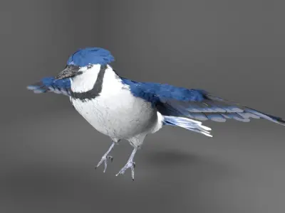 Blue Jay Bird 3D model